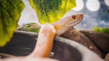 What is a heavy snack?