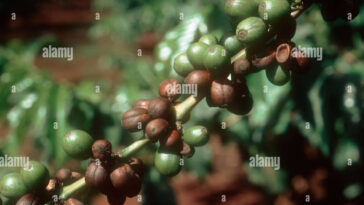 What is coffee disease?