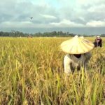 What is microwavable rice?