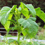 What is plant sofritas?