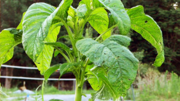 What is plant sofritas?