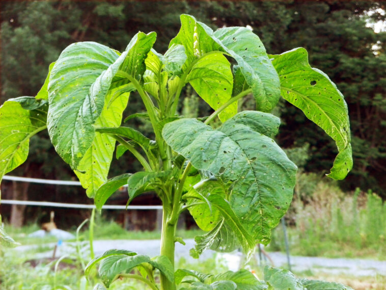 What is plant sofritas?