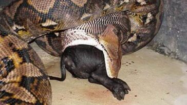 What is the #1 snack in the world?