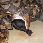 What is the #1 snack in the world?