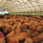 What is the best animal meat?