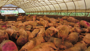 What is the best animal meat?