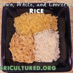 What is the difference between instant rice and minute rice?