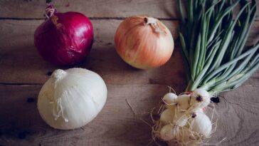What is the difference between onion sets and onion plants?