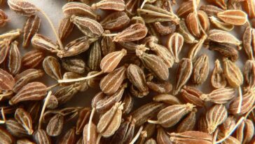 What is the difference between star anise and anise?