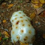 What is the grossest fruit in the world?