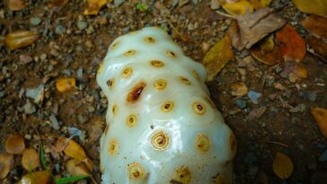 What is the grossest fruit in the world?