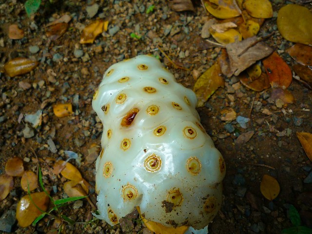 What is the grossest fruit in the world?