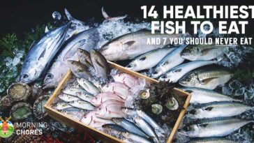What is the healthiest fish to eat?