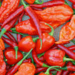 What is the hottest pepper in the world now?