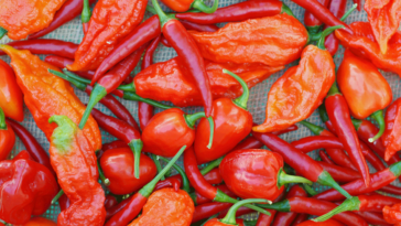 What is the hottest pepper in the world now?