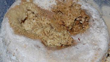 What is the most disgusting cheese?