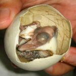 What is the most disgusting thing to eat in the world?