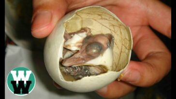 What is the most disgusting thing to eat in the world?