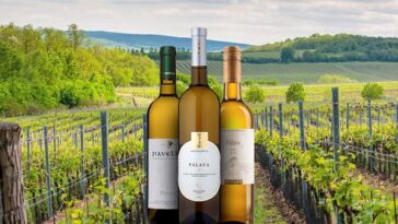 What is the most popular wine in Napa?