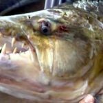 What is the most unhealthy fish to eat?