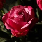 What is the prettiest rosé?