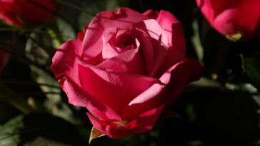 What is the prettiest rosé?