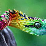 What is the rarest soda in the world?