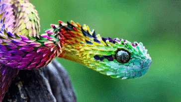 What is the rarest soda in the world?