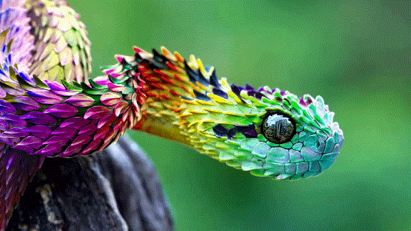 What is the rarest soda in the world?