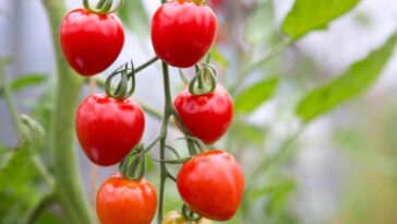 What is the tastiest tomato to grow?