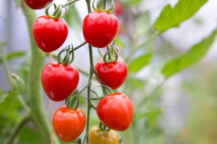 What is the tastiest tomato to grow?