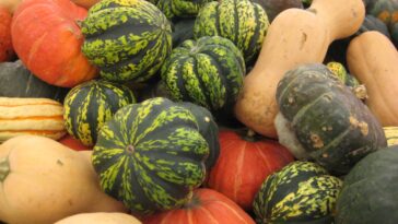 What is toxic squash syndrome?
