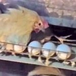 What is wrong with Costco chickens?