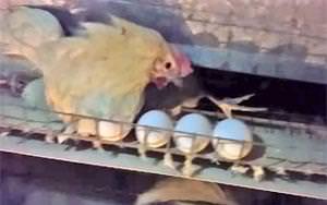 What is wrong with Costco chickens?