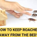 What keeps roaches away?