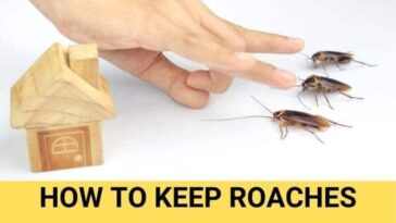 What keeps roaches away?