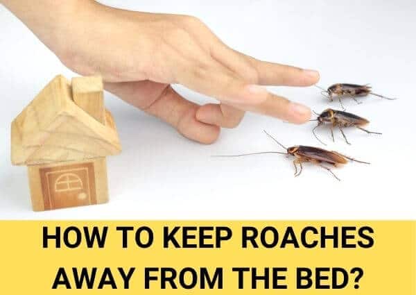 What keeps roaches away?