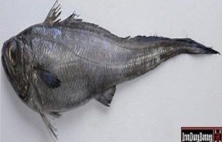 What kind of fish does Long John Silvers use?