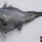 What kind of fish does Long John Silvers use?