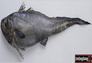 What kind of fish does Long John Silvers use?