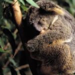 What kind of ranch does Bojangles use?