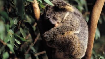 What kind of ranch does Bojangles use?