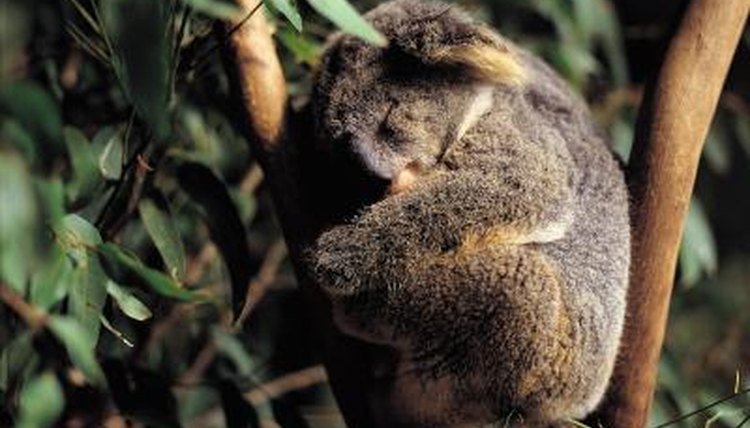 What kind of ranch does Bojangles use?