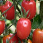 What kind of tomatoes are the sweetest?