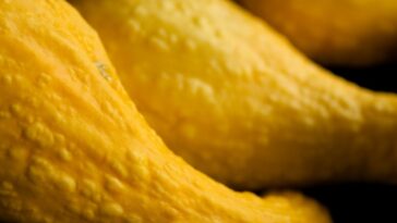 What makes yellow squash skin tough?
