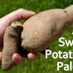 What potatoes are considered paleo?