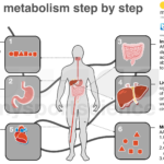 What proteins build muscle?