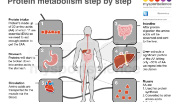 What proteins build muscle?