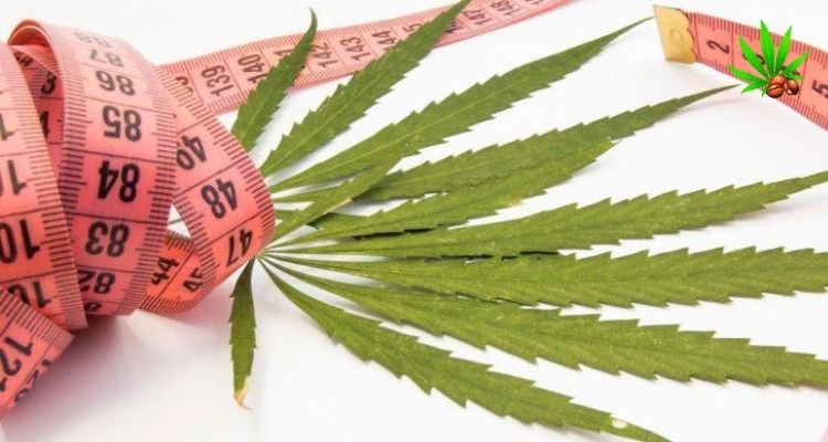 What seeds make you gain weight?