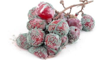 What to do after eating moldy grapes?